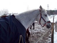 Zimowy obóz jeździecki 2015