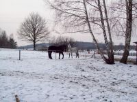Zimowy obóz jeździecki 2015